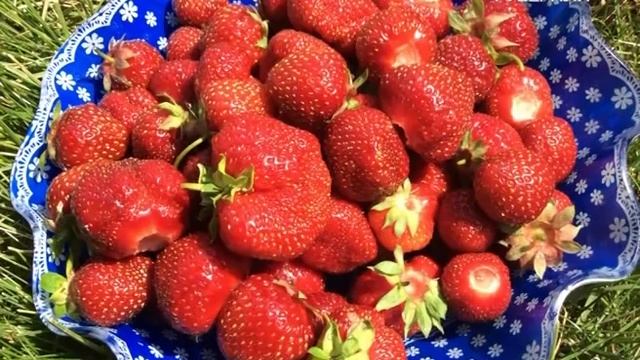 Как обогатить почву без химии. Дачные советы смотреть онлайн