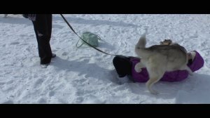 Гонка на собаках «Снежный путь-2013» (Пермь)
