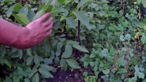 Грецкие орехи в Челябинске. Выращивание морозостойких грецких орехов без укрытия на зиму