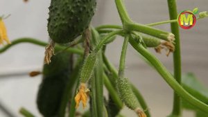 ? ОГУРЦЫ ДЛЯ РАННЕГО ВЫРАЩИВАНИЯ в 2021. Гибрид Друзья Приятели F1