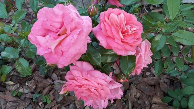 Дінки роза Dinky rose Зоммерзонне роза Кордес Sommersonne rose Kordes 19 липня 2020 р. смотреть онлайн