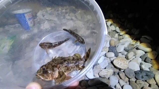 ПЕРВАЯ РЫБАЛКА на Черном море! КАК ЛОВИТЬ в Анапе летом? смотреть онлайн