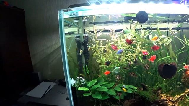 кормление рыбок замороженным трубочником смотреть онлайн