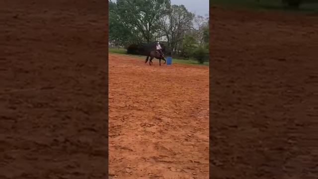 Elvis Cole gelding 2