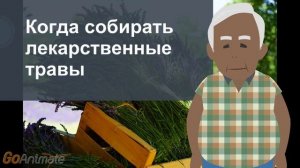 Когда собирать лекарственные травы