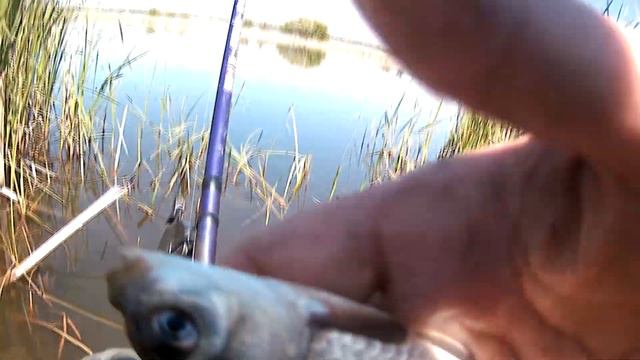 рыбалка выходного дня карась на поплавок смотреть онлайн