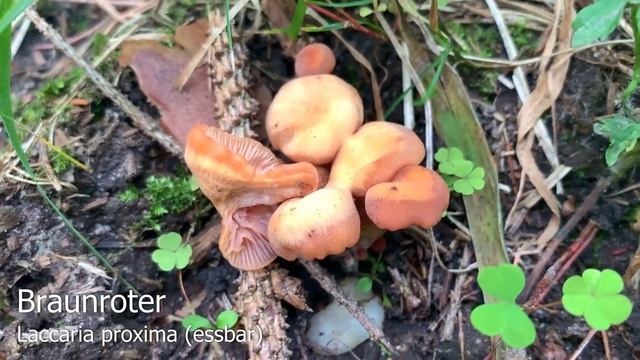 Pilze im August | 09.08.2019 | Hexenröhrlinge, Pfifferlinge, Birkenpilze, Krause Glucke смотреть онлайн