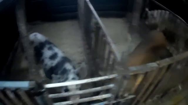 Свиньи начинают гулять. смотреть онлайн