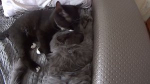 Кот лижет кота. Cat lick cat.