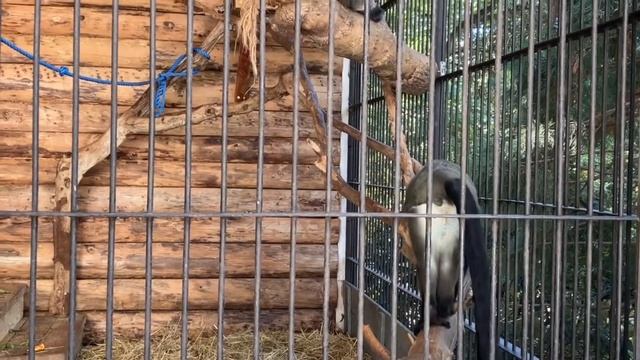 Зоопарк «Планета обезьян и диких кошек» в Интуристе. Ялта. Крым смотреть онлайн