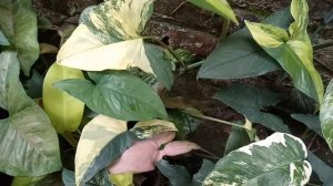 5 FAKTA SYNGONIUM YELLOW