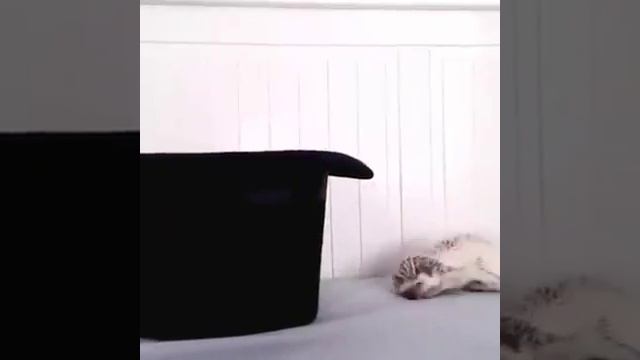 Ёжик вода и прочии удовольствия. смотреть онлайн