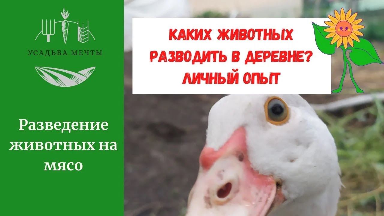 Каких животных завести в деревне. Плюсы и минусы разведения овец, коз, индоуток и гусей. Мой опыт.