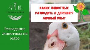 Каких животных завести в деревне. Плюсы и минусы разведения овец, коз, индоуток и гусей. Мой опыт.