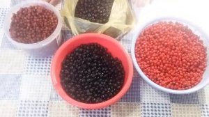Как сушить ягоды  рябины и боярышника в сушилке