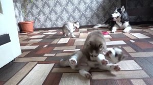 Щенки Хаски 4 недели