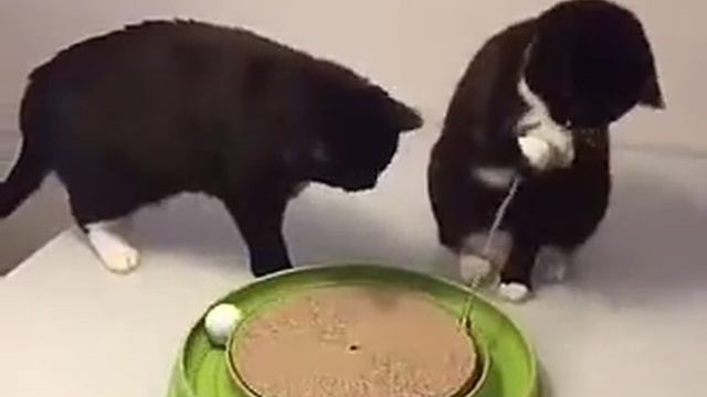 Лучшая игра для кошек смотреть онлайн