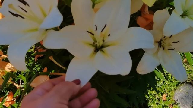 ЯРКИЕ цветущие КЛУМБЫ и миксбордеры в саду. Обзор на 1 августа #1 смотреть онлайн