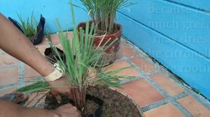 Citronella/ Citronella Grass Propagation and Health Benefits|Jhuned  TV