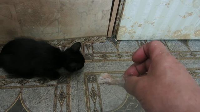 Черная Кошка ЖЖет 2 месяца ПАНТЕРА РВЕТ ХОЗЯИНА за кусочек мяса! БАГИРА рвет ХОЗЯИНА ДОМА! смотреть онлайн