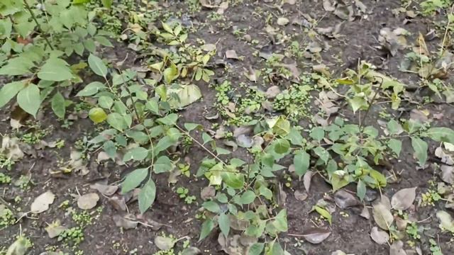 Эводия Даниэля после первых заморозков смотреть онлайн