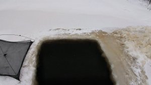 21.11.19 \ ПРОВЕРКА ПАЛОК НА НАЛИМА \ ПРОБЛЕМЫ С ЖИВЦАМИ