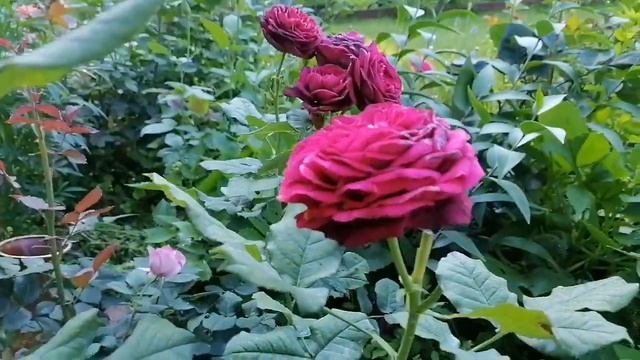 Роза Раффалс Спаклин. Утренний обзор. Эдельвейс. смотреть онлайн