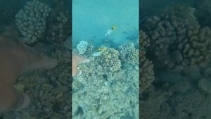 Красное море Синайский полуостров. Шарм Эль Шейх, август 2021