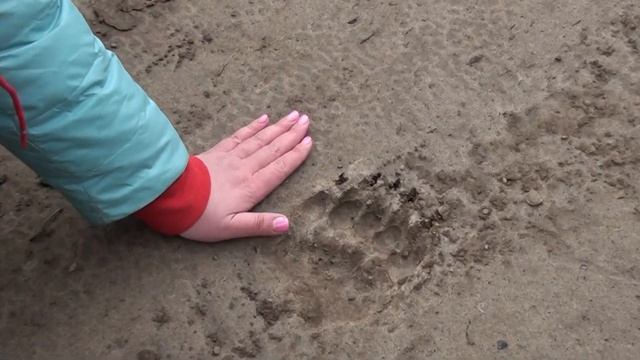 Следы медведя рядом с Усинском- Конец мая 2014 смотреть онлайн