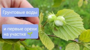 Грунтовые воды и саженцы дикой лещины (фундука) на участке