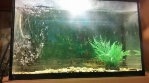 Кормление окуня мясом - Окунь в Аквариуме