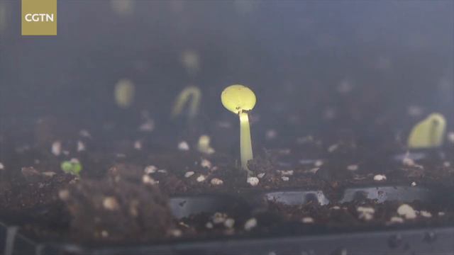 A Smart factory uses tech to boost agricultural production efficiency