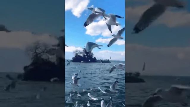 Шум море ? и Крики чаек ? - The noise of the sea and the cries of seagulls