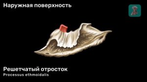 Нижняя носовая раковина