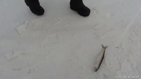 Рыбалка на глубинного омуля и что делать когда не клюёт!!! байкал, омуль на 1 кг!