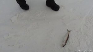 Рыбалка на глубинного омуля и что делать когда не клюёт!!! байкал, омуль на 1 кг!