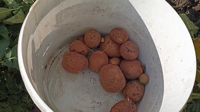 Первая ранняя копка картофеля Беллароза в засушливое лето. смотреть онлайн