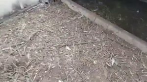 Куриный помет + бактерии /температура почвы в теплице зимой ???