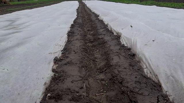 Технология получения ультрараннего урожая картофеля. Сорт Ривьера. смотреть онлайн