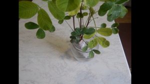 Если вы еще не сажали на даче, смотрите скорей видео как посадить арахис на даче Посадка арахиса