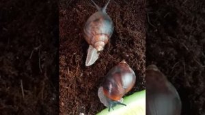 Ахатина ахатина тигр