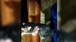 В Дагестане спасли котенка, застрявшего в вентиляционной шахте