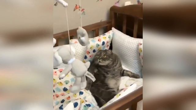 #83 FUNNY PETS / СМЕШНЫЕ ВИДЕО 2021 / Я РЖАЛ ПОЛЧАСА / СМЕШНЫЕ ЖИВОТНЫЕ смотреть онлайн