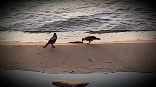 В мире животных: вороны клюют рыбу смотреть онлайн