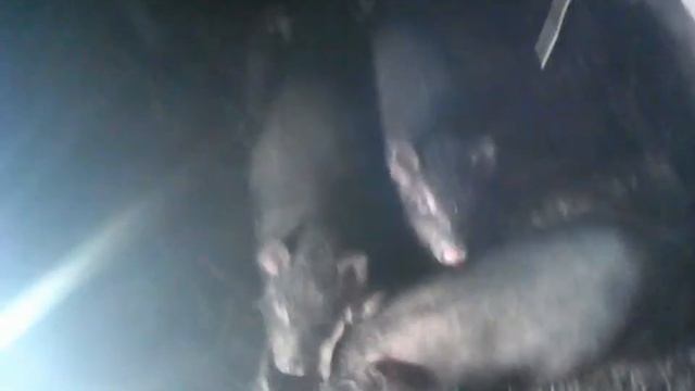 Как правильно выбрать вьетнамских поросят,для разведения! смотреть онлайн