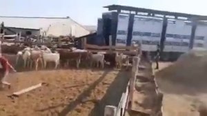 КРС бычки на Узбекистан 70 голов. Доставка.