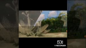 Озвучка От Рустам Майер