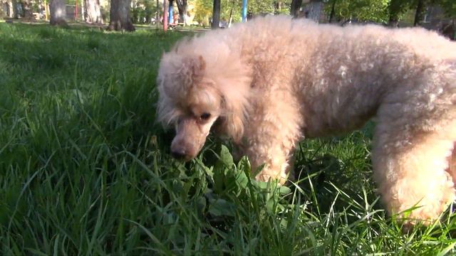 Камелия Рэд Касс - FCI- 2*САС UA, BOB смотреть онлайн