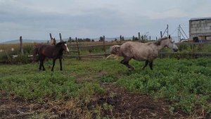 Красивый породистый жеребец рвет табун