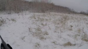 Норная охота с таксой